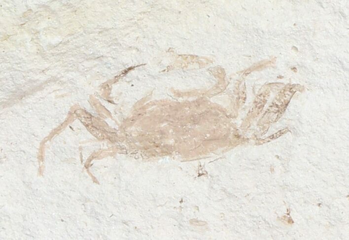 Fossil Pea Crab (Pinnixa) From California - Miocene #42931
